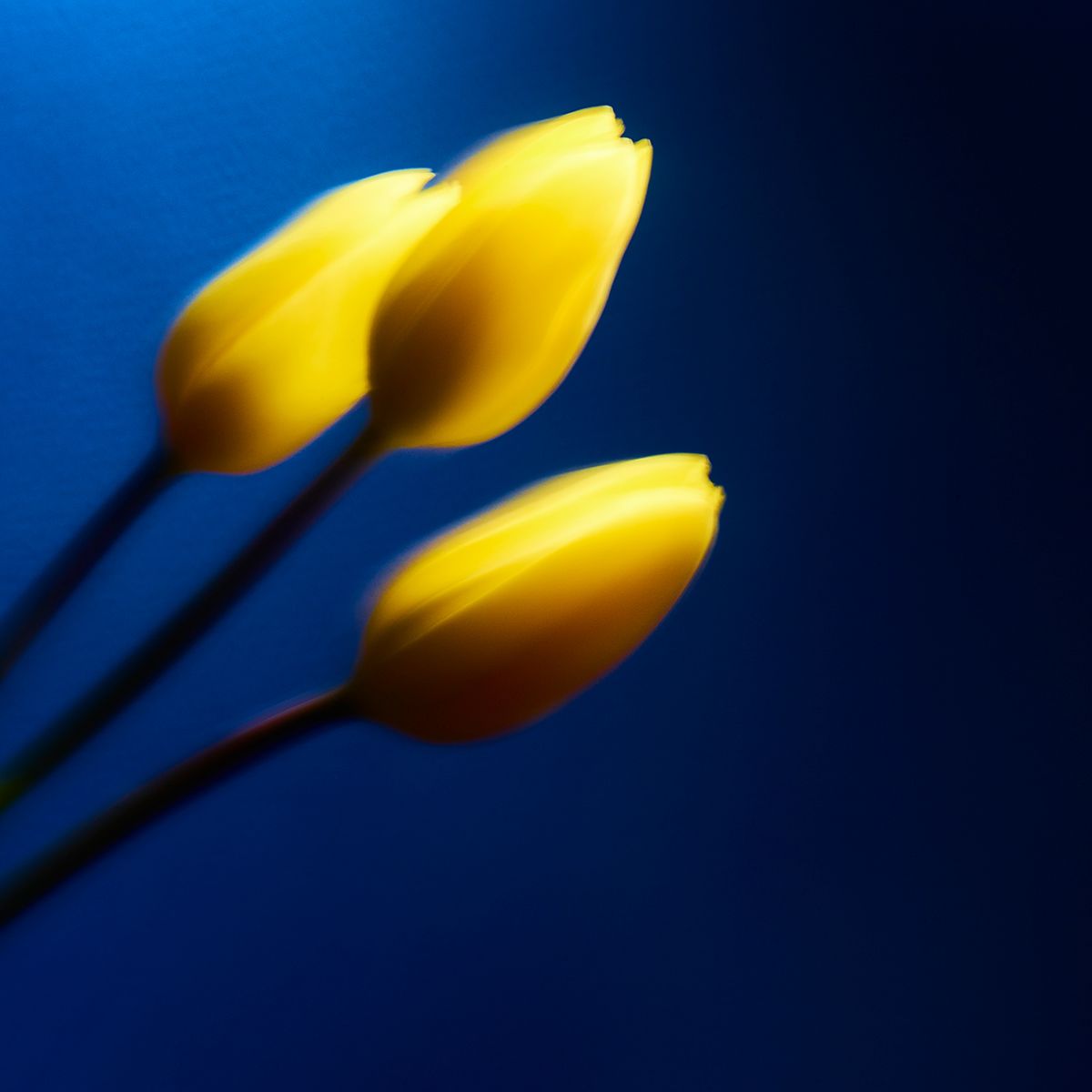 Tulipes jaunes fond bleu Eleonore Mehl  - Tirage photographique d'art - Photographie d'art - Une image pour rêver