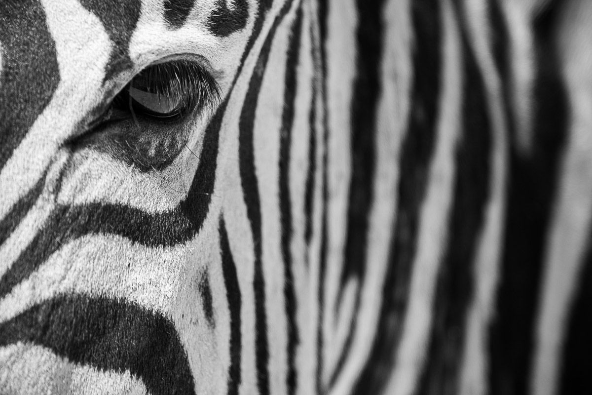 Regard Graphique Namibie Photo Sebastien Desnoulez Photographe une image pour rever
