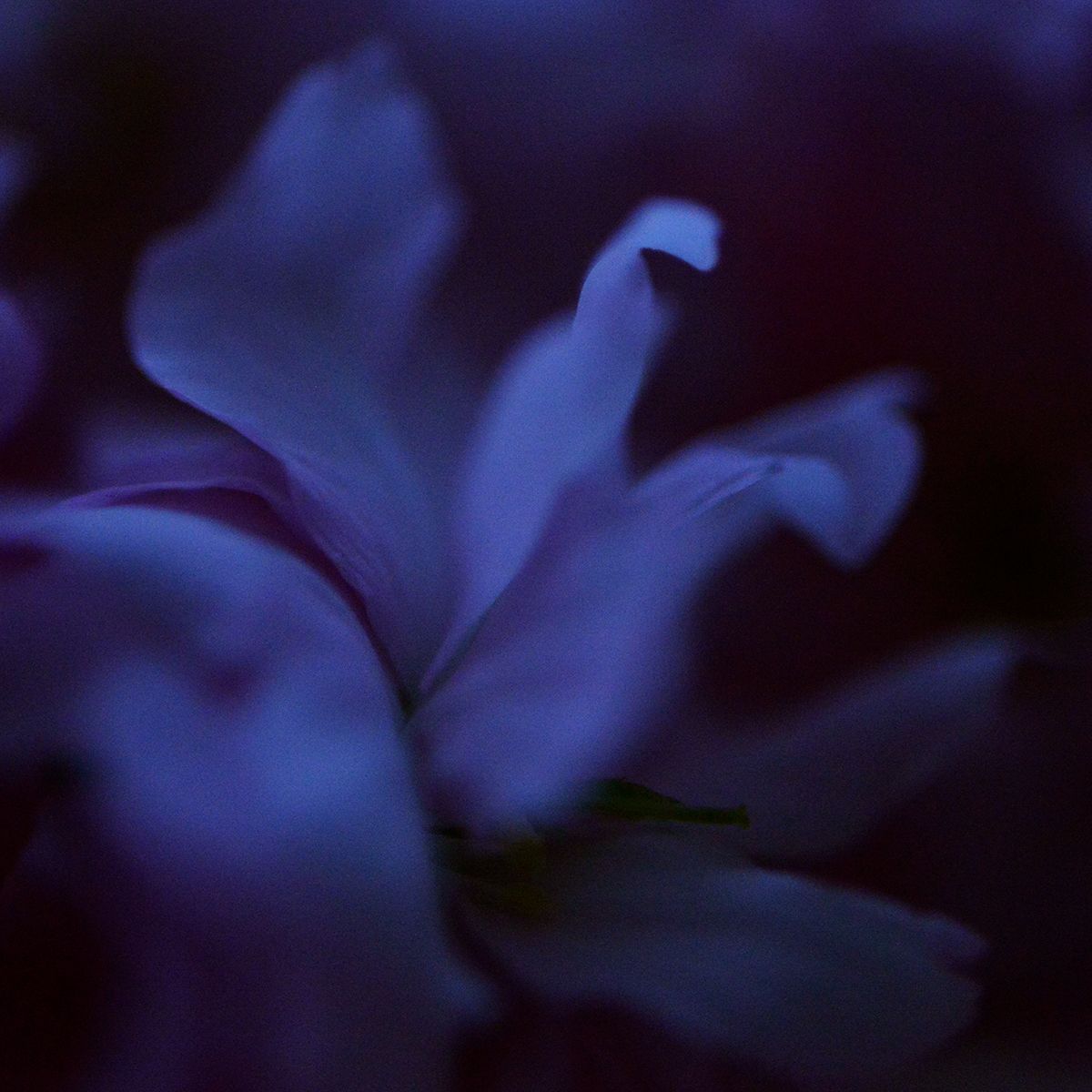 Fleur bleue 1 Eleonore Mehl tirage Fine Art Une image pour rever