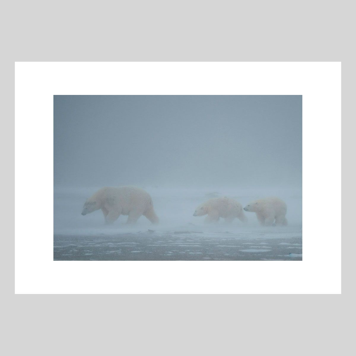 Dans la tourmente Photographie d’art animalière par Lionel Maye, tirage d’exposition 30 × 45 cm en édition limitée à 20 exemplaires. Derniers tirages signés et numérotés, certificat d’authenticité. Vente éphémère Black Friday sur la galerie Une Image pour Rêver, prix unique 439 € TTC