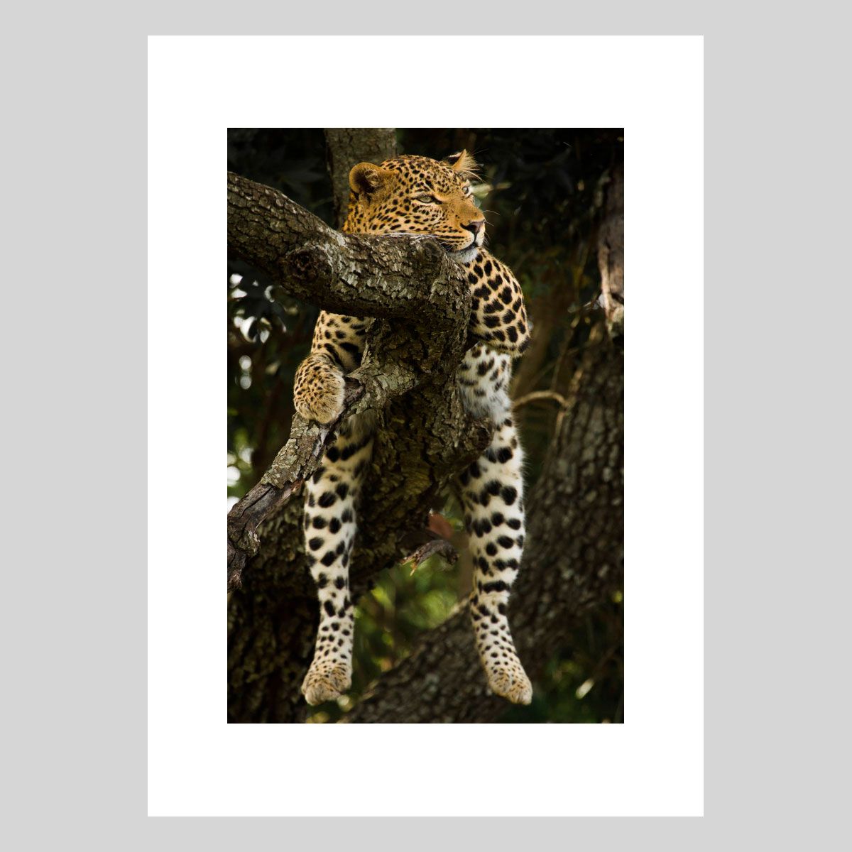 Rêverie Photographie d’art animalière par Lionel Maye, tirage d’exposition 30 × 45 cm en édition limitée à 20 exemplaires. Derniers tirages signés et numérotés, certificat d’authenticité. Vente éphémère Black Friday sur la galerie Une Image pour Rêver, prix unique 439 € TTC