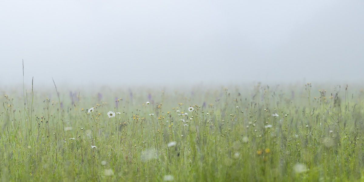 Petit matin dans le champ Pierre Chancy tirage Fine Art Une image pour rever
