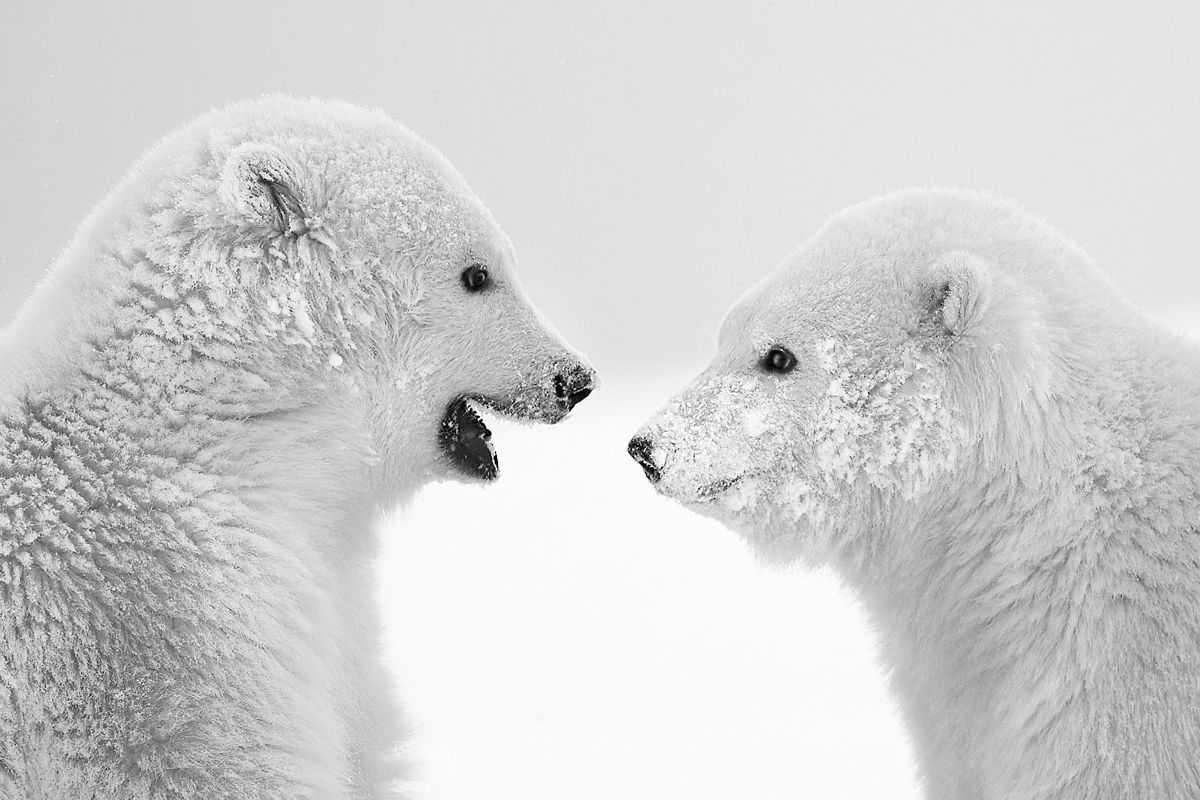 Discussion Lionel Maye Photographie tirage Art Une image pour rever