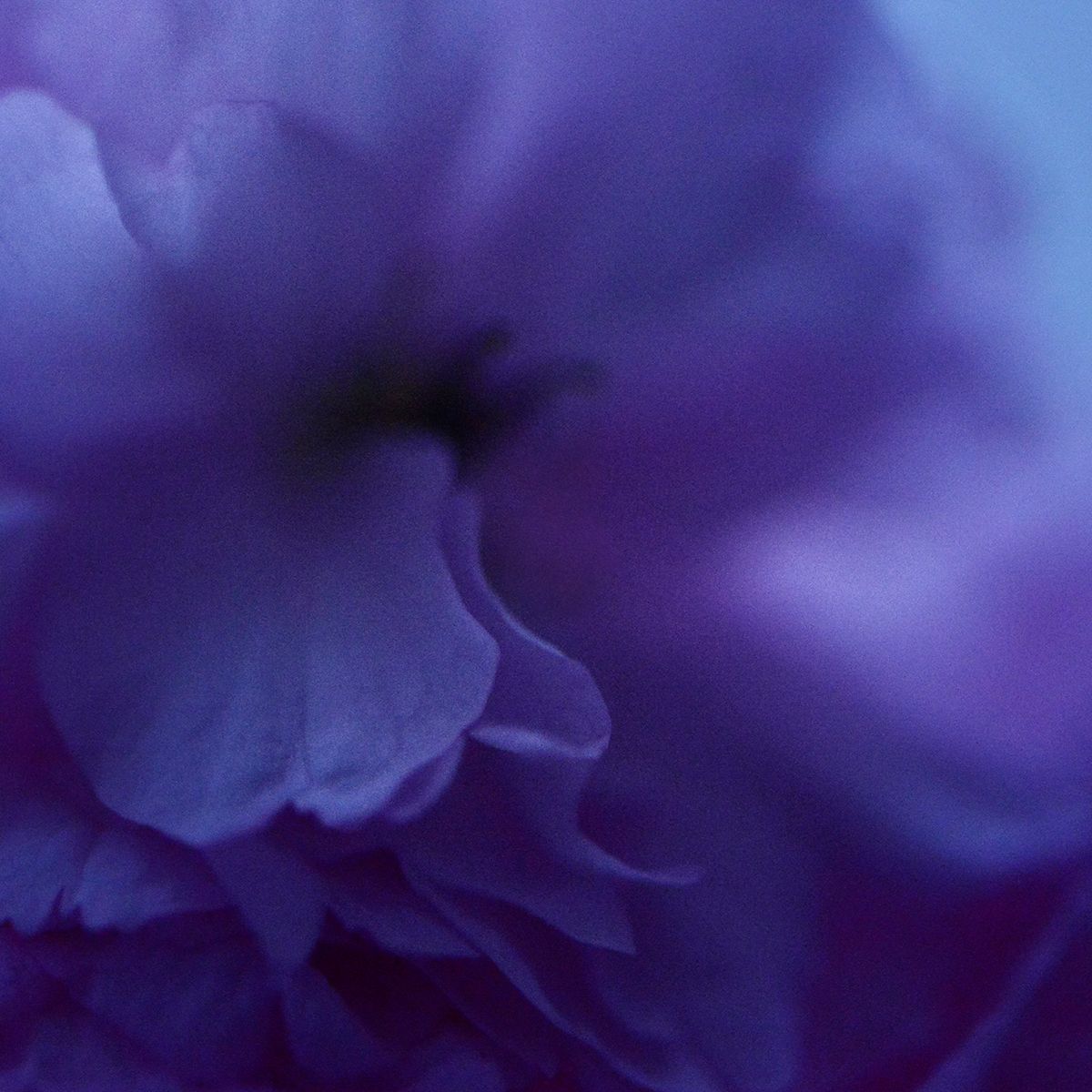 Fleur bleue 3 Eleonore Mehl tirage Fine Art Une image pour rever