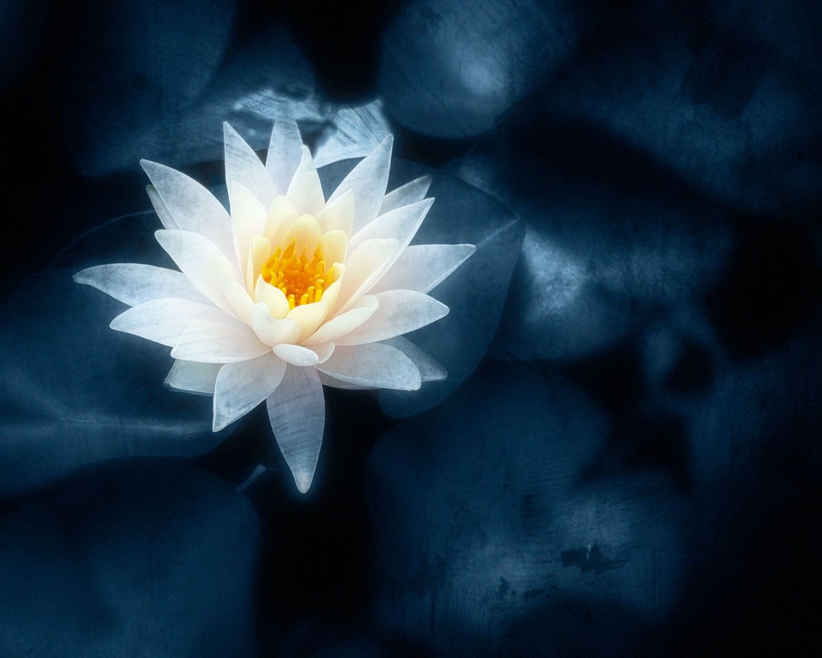 Nenuphar Eleonore Mehl Photographie tirage Art Une image pour rever
