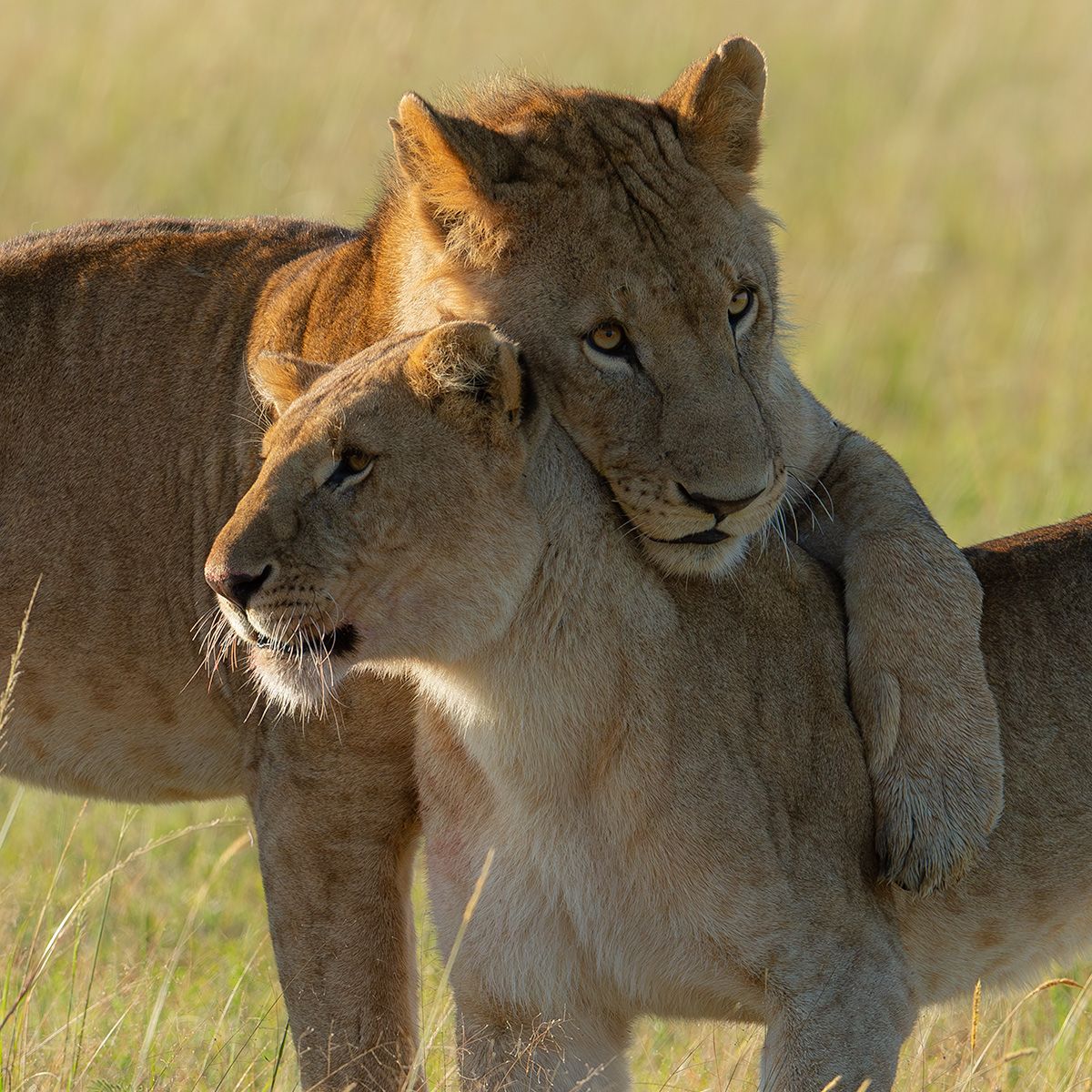 Soeurs tendresse Lionel Maye tirage Fine Art Une image pour rever