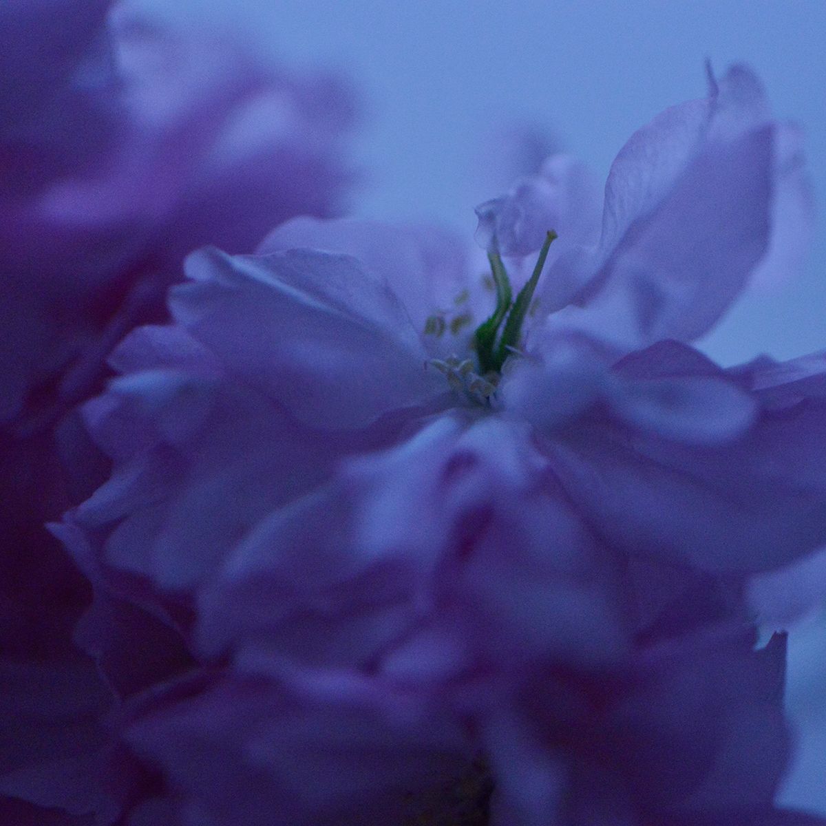 Fleur bleue 4 Eleonore Mehl tirage Fine Art Une image pour rever