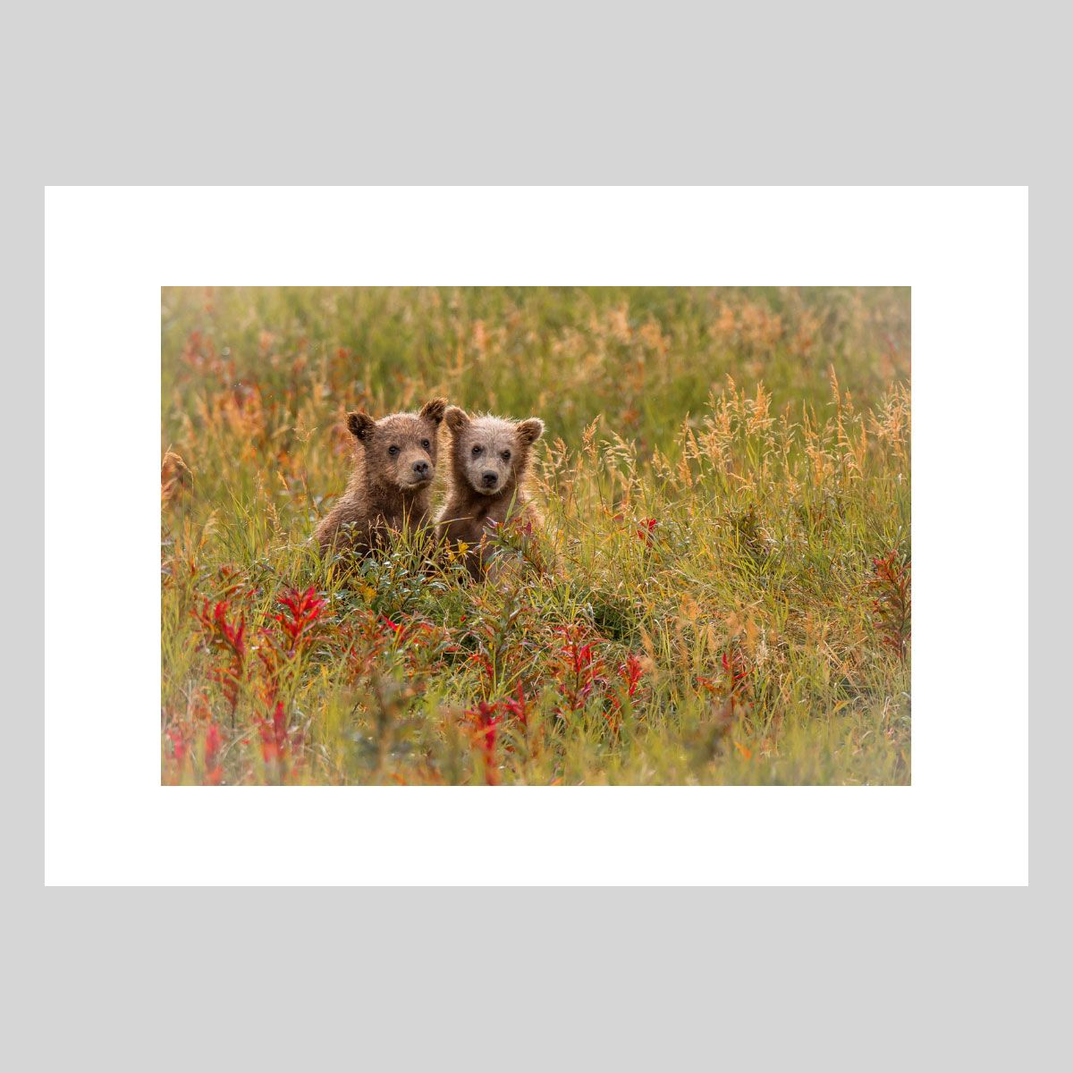 Innocence Photographie d’art animalière par Lionel Maye, tirage d’exposition 30 × 45 cm en édition limitée à 20 exemplaires. Derniers tirages signés et numérotés, certificat d’authenticité. Vente éphémère Black Friday sur la galerie Une Image pour Rêver, prix unique 439 € TTC