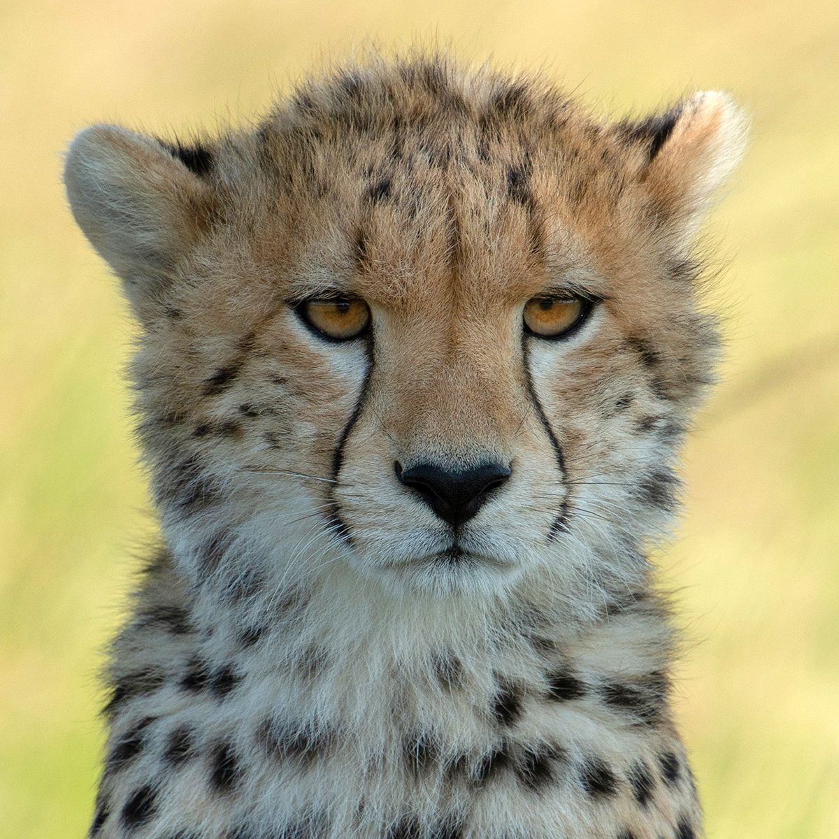 Regard envoutant 2 Lionel Maye tirage Fine Art Une image pour rever