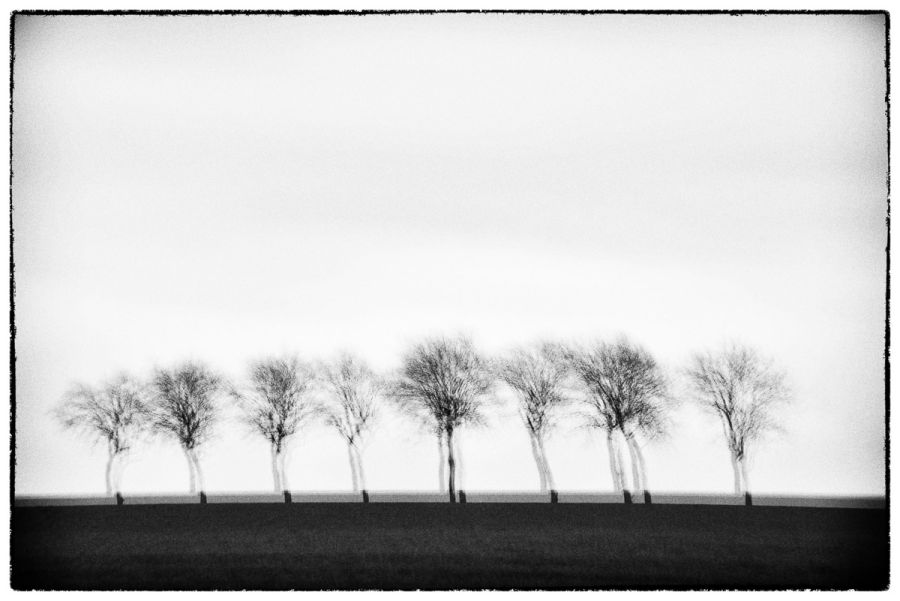 Trees II Glitches Serie Sebastien Desnoulez - Tirage photographique d'art - Photographie d'art - Une image pour rêver