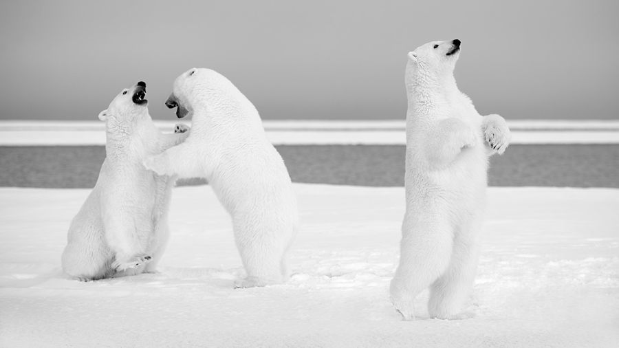 C est qui le plus beau Lionel Maye - Tirage photographique d'art - Photographie d'art - Une image pour rêver