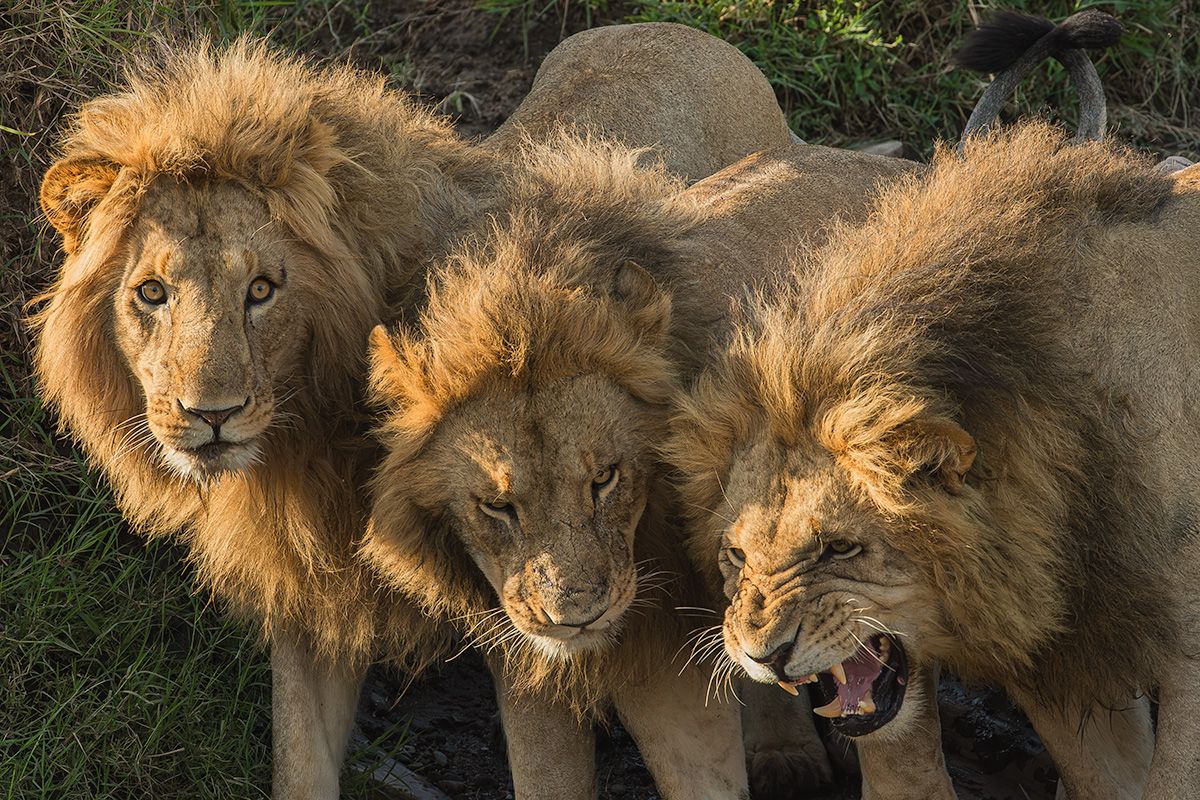 Les 3 freres Lionel Maye tirage Fine Art Une image pour rever