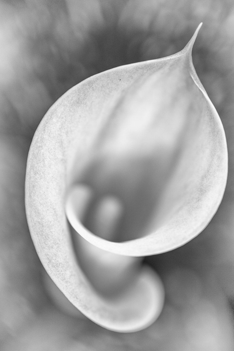 Arum 2 Sebastien Desnoulez Photographie tirage Art Une image pour rever