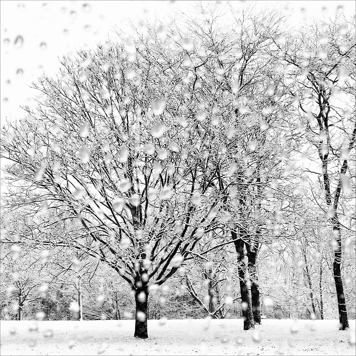 Jardin d hiver Eleonore Mehl  - Tirage photographique d'art - Photographie d'art - Une image pour rêver