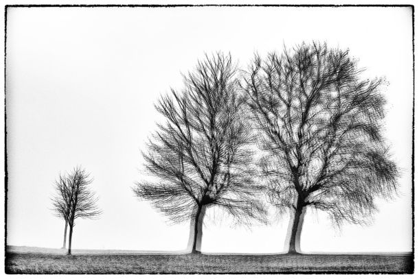 Three trees Glitches Serie Sebastien Desnoulez Fine Art print Une image pour rever