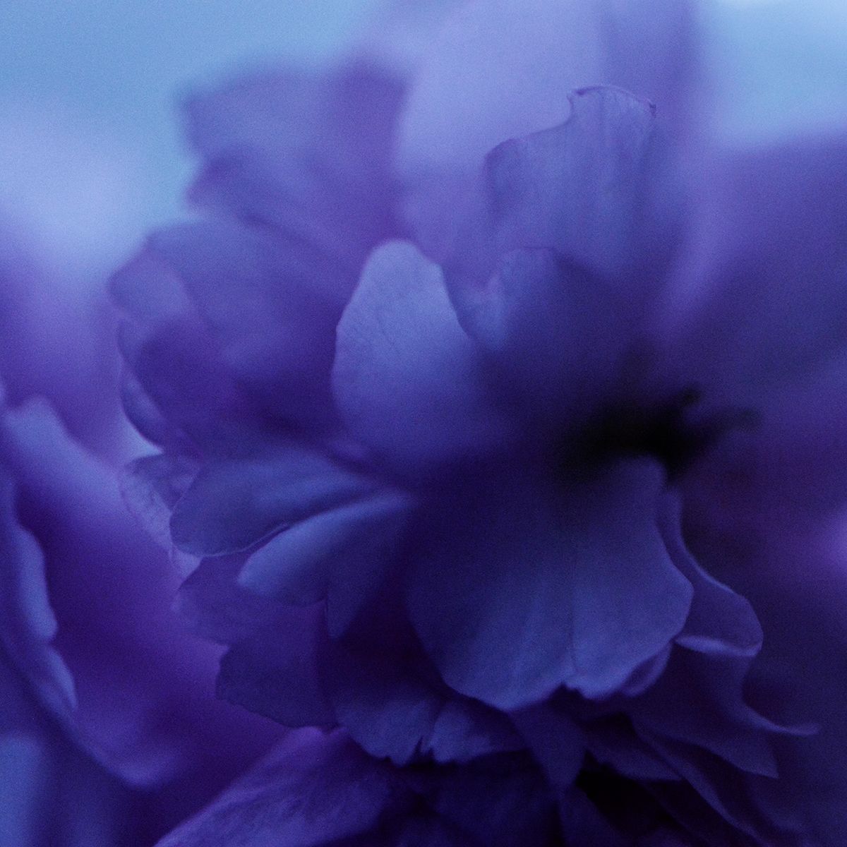 Fleur bleue 2 Eleonore Mehl tirage Fine Art Une image pour rever