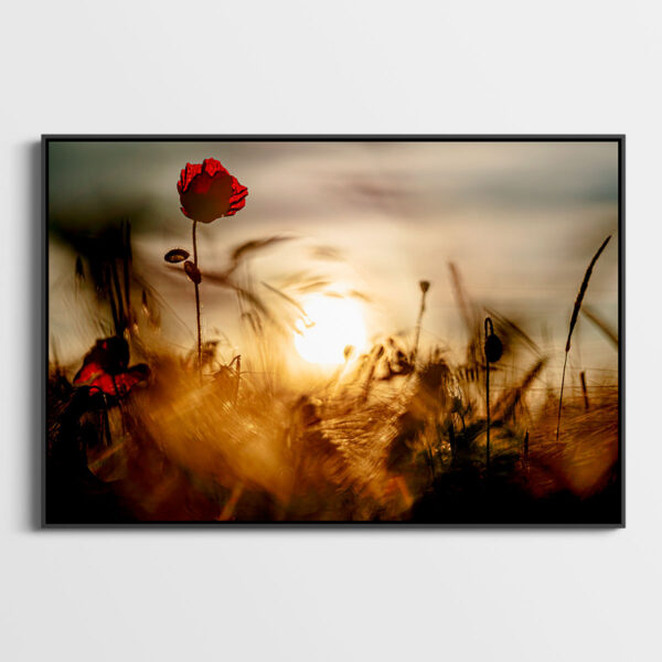 Coquelicot 1 Pierre Chancy tirage Fine Art Une image pour rever caisse americaine