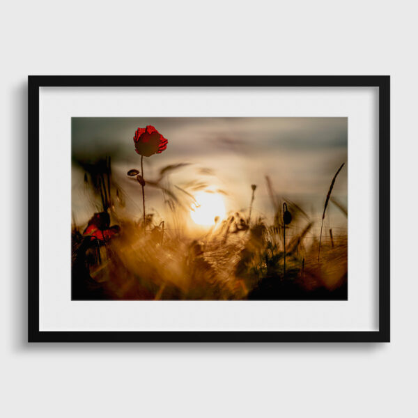 Coquelicot 1 Pierre Chancy tirage Fine Art Une image pour rever passe partout