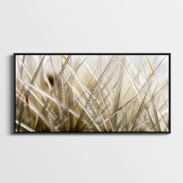 Echinocactus Pierre Chancy Fine Art print Une image pour rever caisse americaine