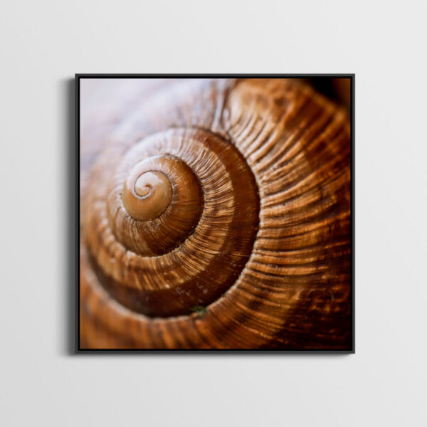 Escargot bourguignon Pierre Chancy Fine Art print Une image pour rever caisse americaine