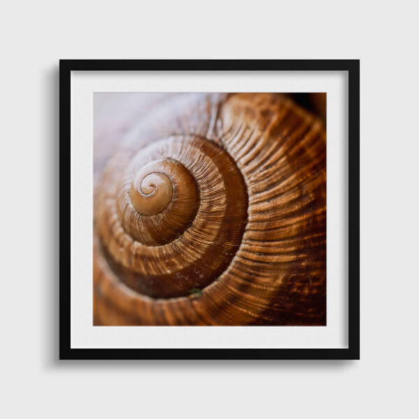 Escargot bourguignon Pierre Chancy Fine Art print An image for rever passe partout