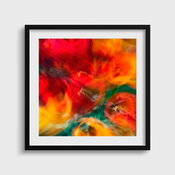 Tulips in my garden Pierre Chancy Fine Art print An image for rever passe partout