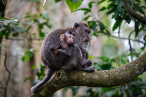 Monkey forest Ubud Sebastien Desnoulez Fine Art print Une image pour rever