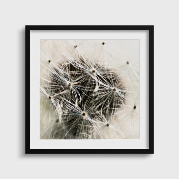 Pissenlit Pierre Chancy Fine Art print Une image pour rever passe partout