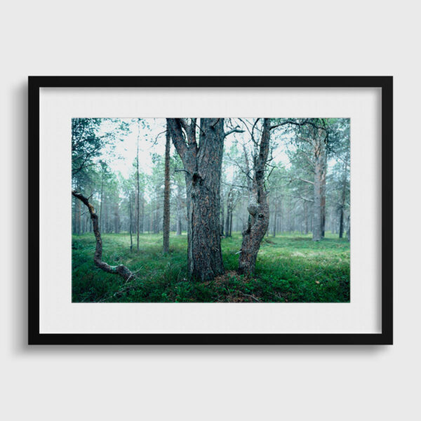 Sur la piste de l'elan 1 Pierre Chancy Fine Art print An image for rever passe partout