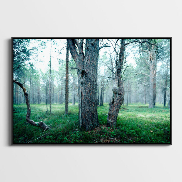 Sur la piste de l'elan 1 Pierre Chancy Fine Art print Une image pour rever passe partout caisse americaine