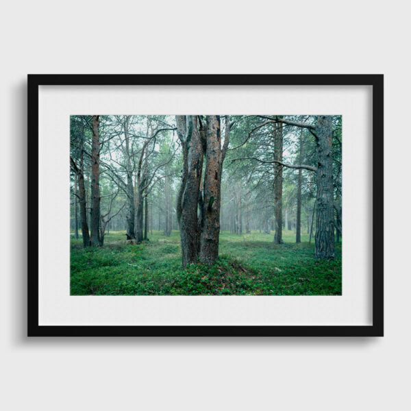 Sur la piste de l elan 2 Pierre Chancy tirage Fine Art Une image pour rever passe partout