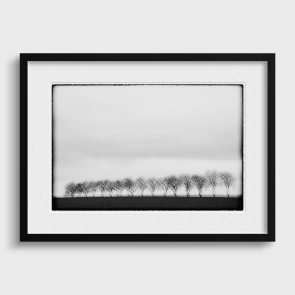 Trees I Glitches Serie Sebastien Desnoulez Fine Art print Une image pour rever Passe partout
