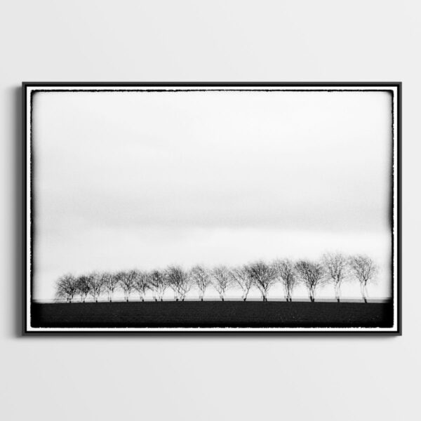 Trees I Glitches Serie Sebastien Desnoulez Fine Art print Une image pour rever caisse americaine