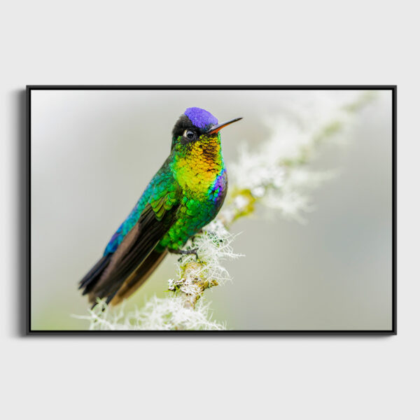 Explosion of colors Lionel Maye Fine Art print An image for rever caisse americaine