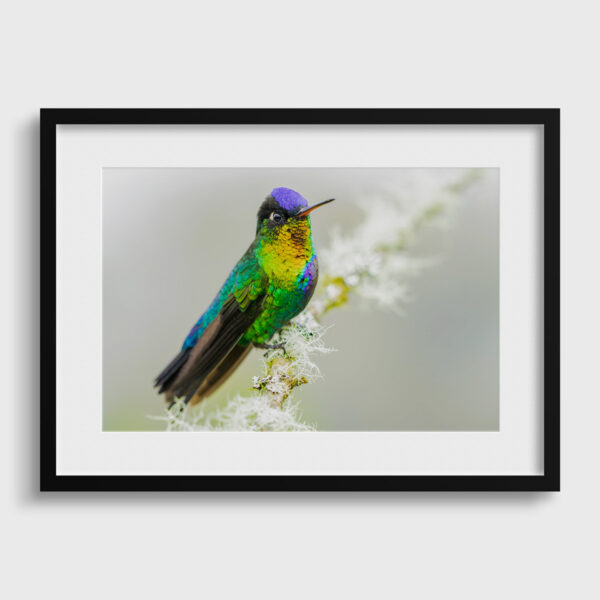 Explosion of colors Lionel Maye Fine Art print An image for rever passe partout