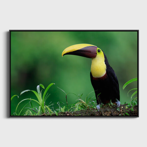 Gros bec Lionel Maye tirage Fine Art Une image pour rever caisse americaine