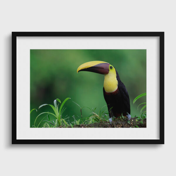 Gros bec Lionel Maye tirage Fine Art Une image pour rever passe partout