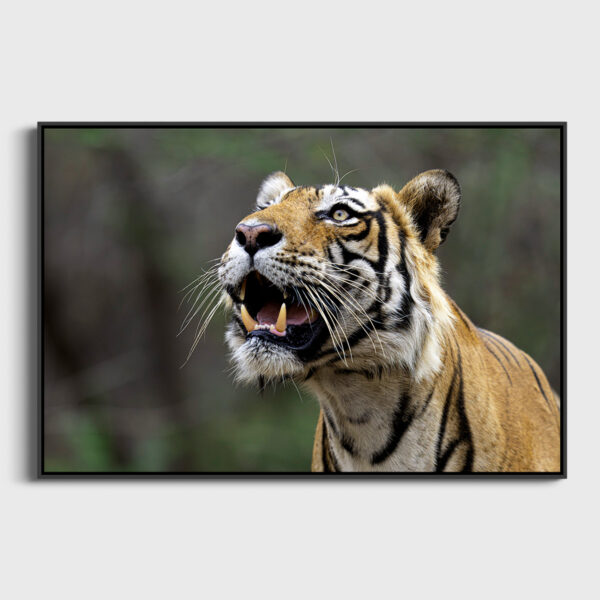 Haletement Lionel Maye Fine Art print Une image pour rever caisse americaine