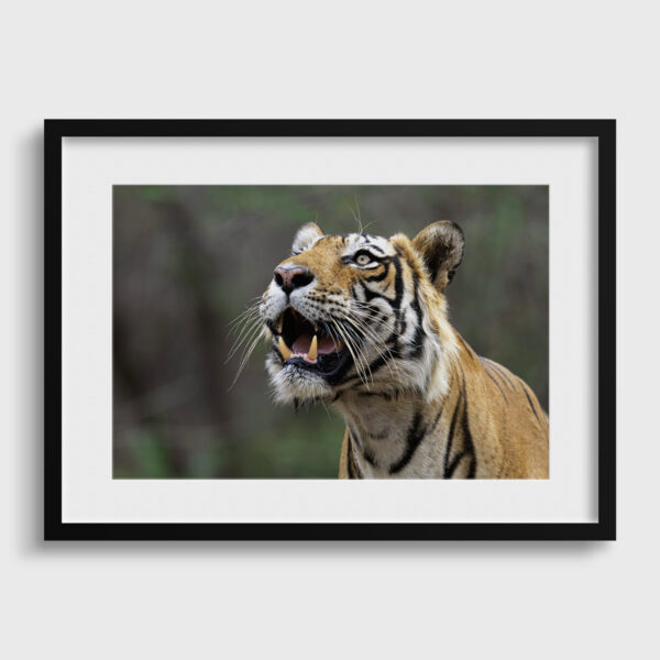Haletement Lionel Maye Fine Art print Une image pour rever passe partout