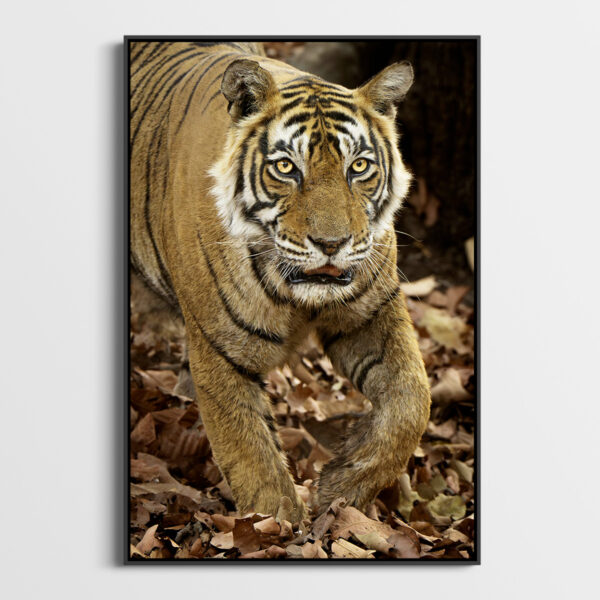 Je t'ai a l'oeil Lionel Maye Fine Art print Une image pour rever caisse americaine