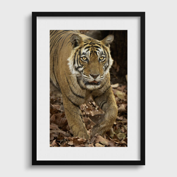 Je t'ai a l'oeil Lionel Maye Fine Art print Une image pour rever passe partout