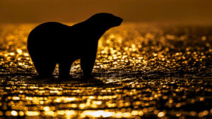 The sun gives Lionel Maye Fine Art print Une image pour rever
