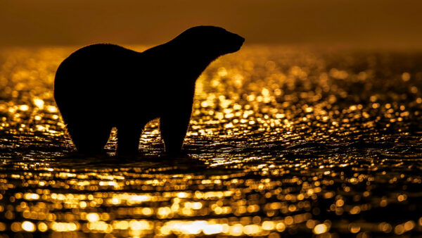 The sun gives Lionel Maye Fine Art print Une image pour rever