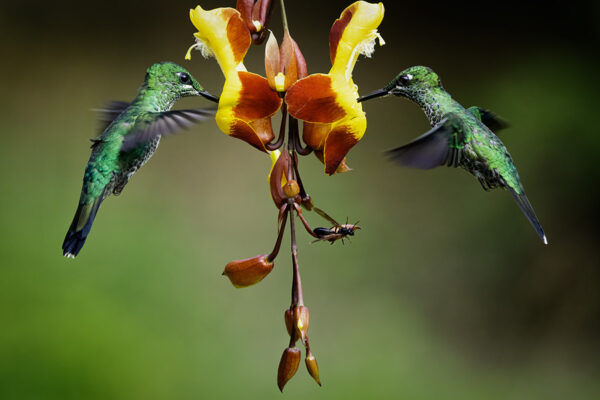 Meal sharing Lionel Maye Fine Art print Une image pour rever
