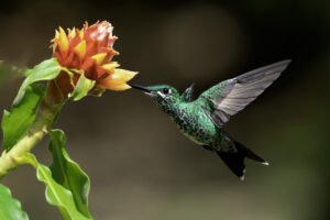 Succulent nectar Lionel Maye Fine Art print Une image pour rever