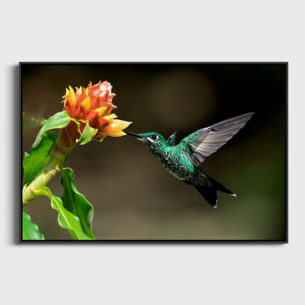 Succulent nectar Lionel Maye Fine Art print Une image pour rever caisse americaine