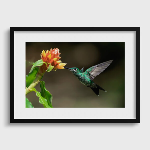 Succulent nectar Lionel Maye Fine Art print An image for rever passe partout