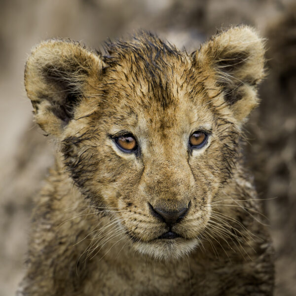Bouille mouillee Lionel Maye tirage Fine Art Une image pour rever
