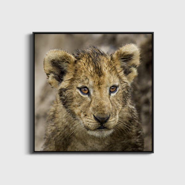 Bouille mouillee Lionel Maye tirage Fine Art Une image pour rever large caisse americaine