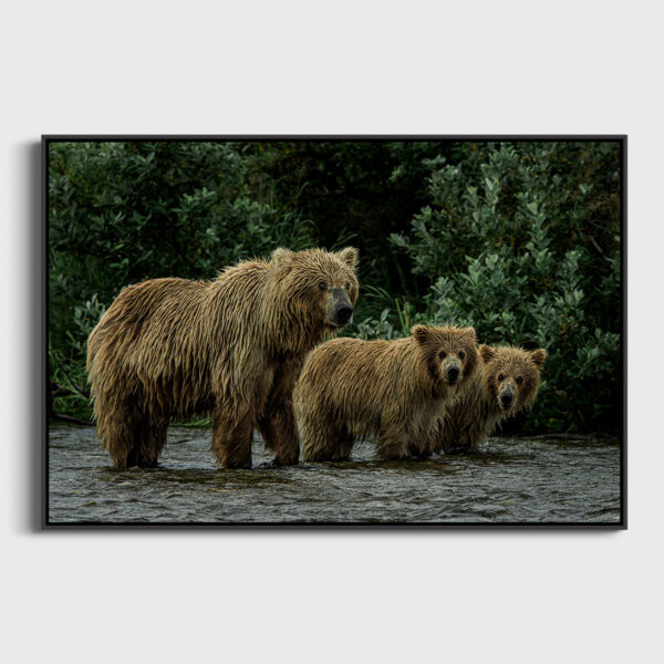 Coucou Lionel Maye tirage Fine Art Une image pour rever caisse americaine